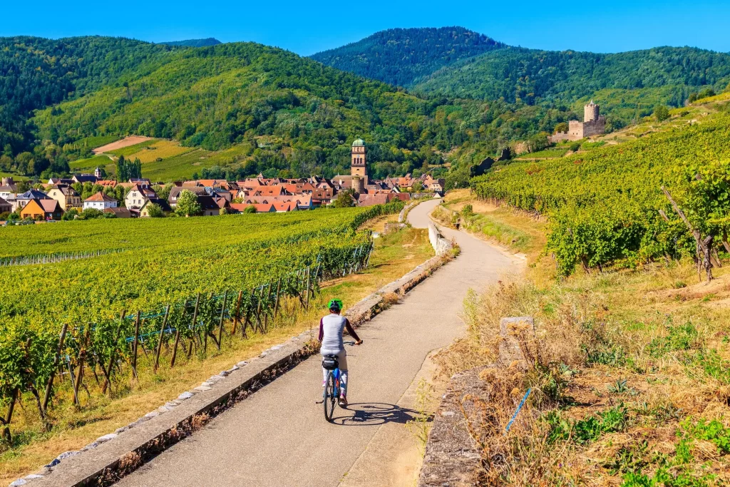 personne qui se balade à vélo sur la route des vins d'alsace