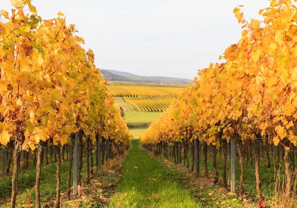 Résidence Circinia à Wettolsheim